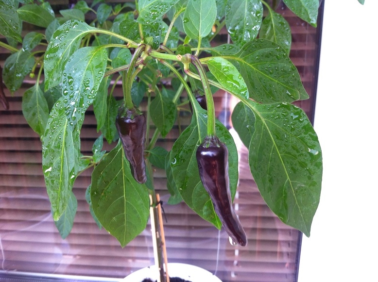 black chilli1