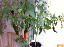 black chilli2