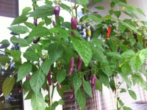 purple chilli1