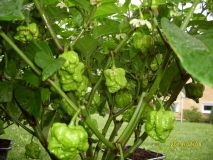 Trinidad scorpion moruga