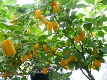 Habanero Yellow