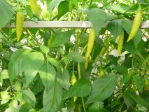 Aji Pineapple