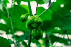 Trinidad Scorpion Moruga