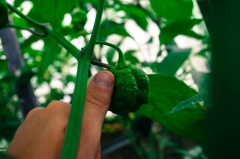 Trinidad Scorpion Moruga Yellow