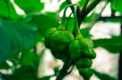 Trinidad Scorpion Moruga Yellow