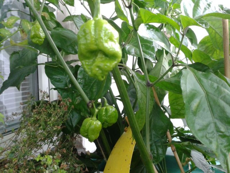 image015