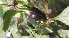 Jalapeno Purple