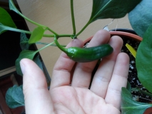 Jalapeno