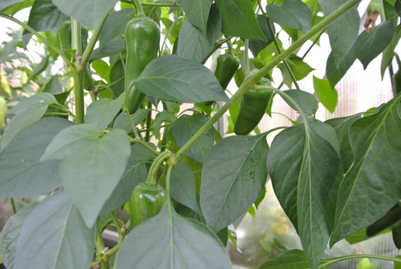 Piment d'Espelette 20.8