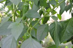 Piment d'Espelette 20.8