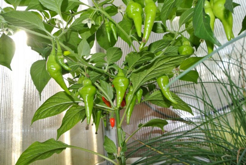 Pimenta Diomar 20.8.