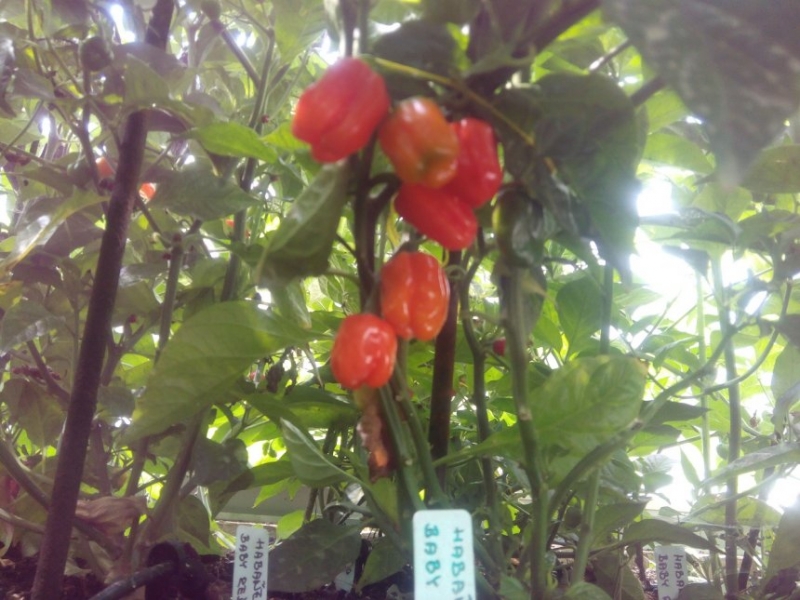 IMG 20140825 140519