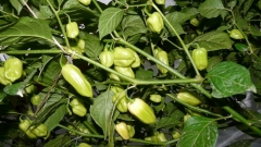Bhut Jolokia White