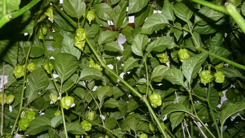7POD Brainstrian