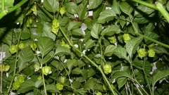 7POD Brainstrian