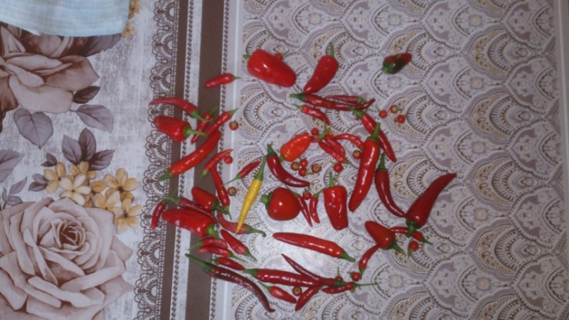 DSC 0638[1]