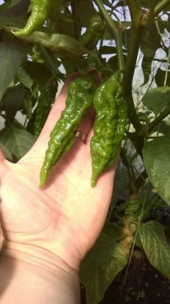 Bhut jolokia orange