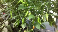 Bhut jolokia orange