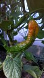 Bhut jolokia orange