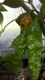 Bhut jolokia orange