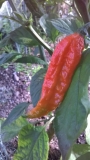 Bhut jolokia orange