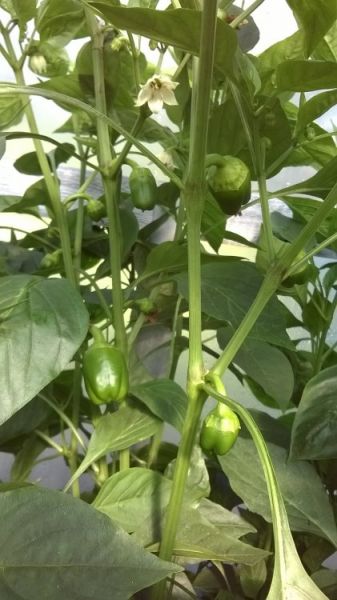 Sladká - Meika - Meislovka