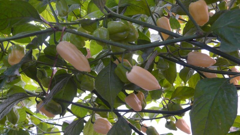 Bhut Jolokia White