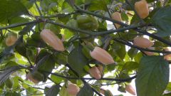 Bhut Jolokia White