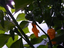 Fatalii Yellow