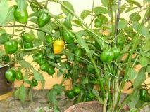 rocoto yellow