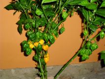 trinidad scorpion yellow