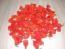 BHUT JOLOKIA ASSAM RAJA JR RED