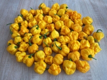 TS MOROUGA YELLOW