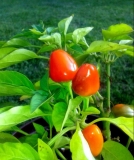 oranž jehlan-salsa