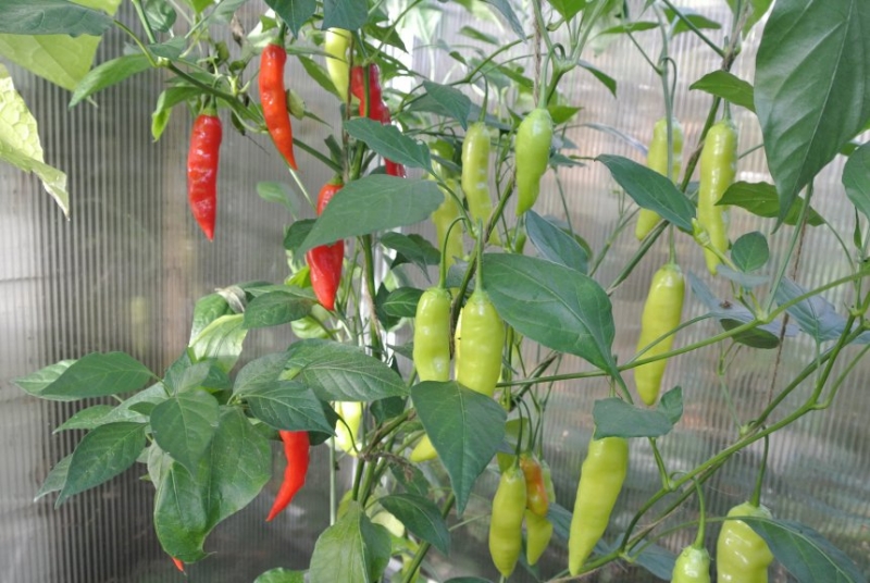 Aji Cristal 17.9.