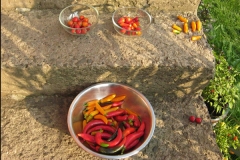Papriky sklizeň