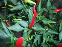 Mini-Chilli