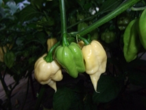 Bhut Jolokia White