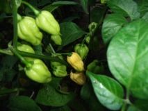 Bhut Jolokia White