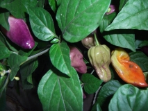 Bhut Jolokia Purple