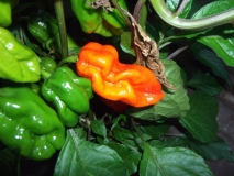 Bhut Jolokia Purple-HYBRID