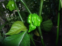 Trinidad Scorpion Butch Tailor