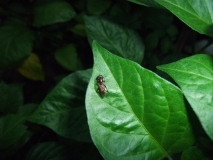 Bhut Jolokia White-Náštevník