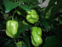 Bhut Jolokia Peach