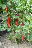 chilli cayen