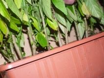 DSCF2544