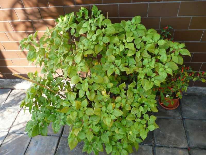 Bhut Jolokia White