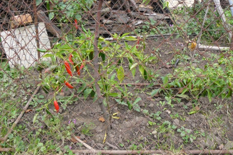 Nutná ochrana chilli