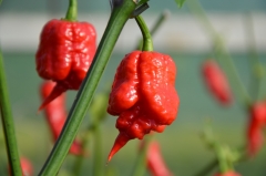 Carolina reaper