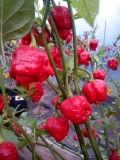 7 pot BrainStrain red